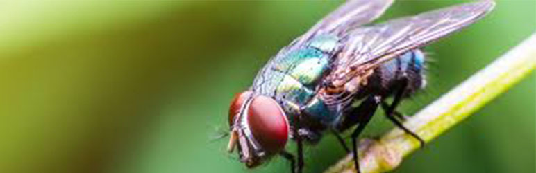 Flies Pest Control Services In Pune