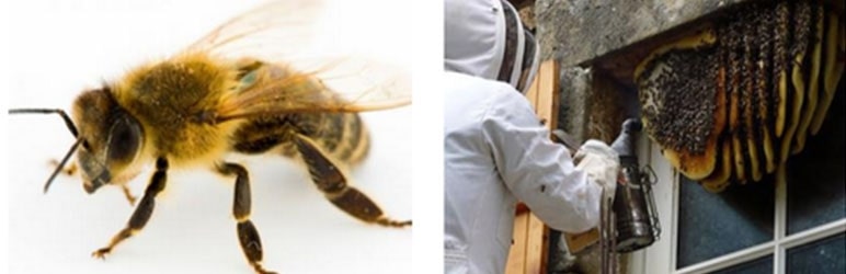 honey bee pest control services in pune