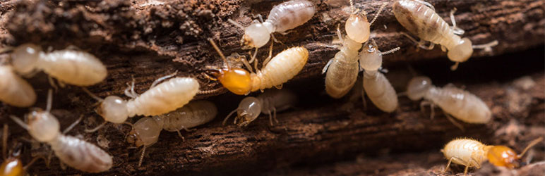 Termite Spray Treatment Services in Pune